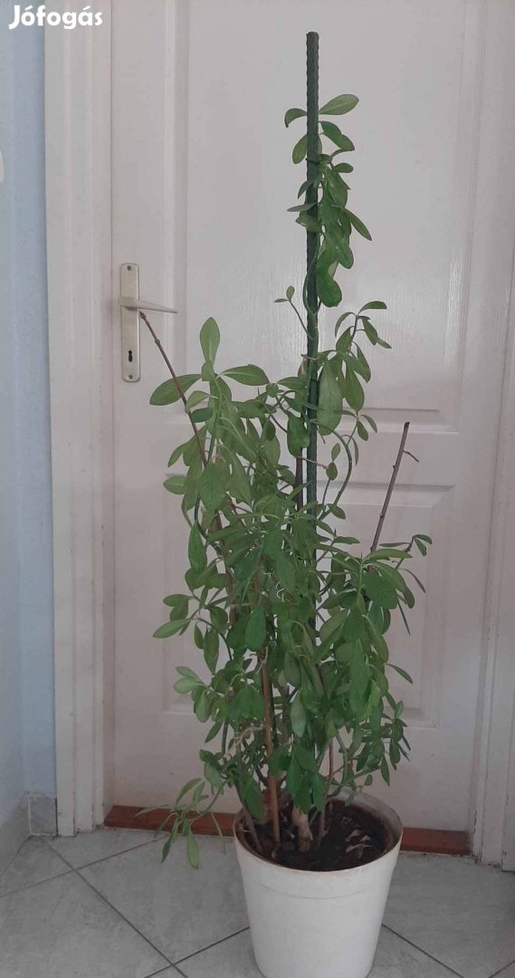 Csodaszép 139 cm magas szobanövény Székesfehérvár