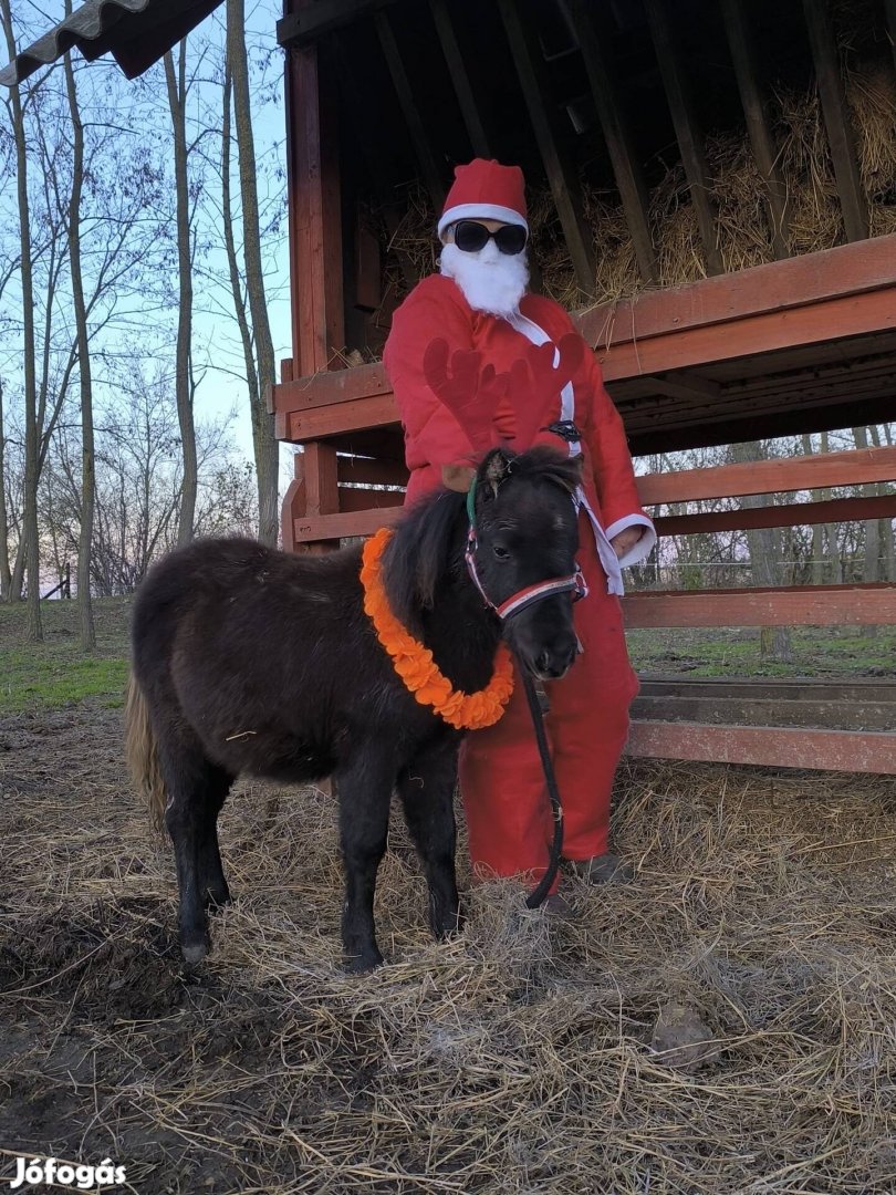 Csodaszép eredeti mini ló elvihető!