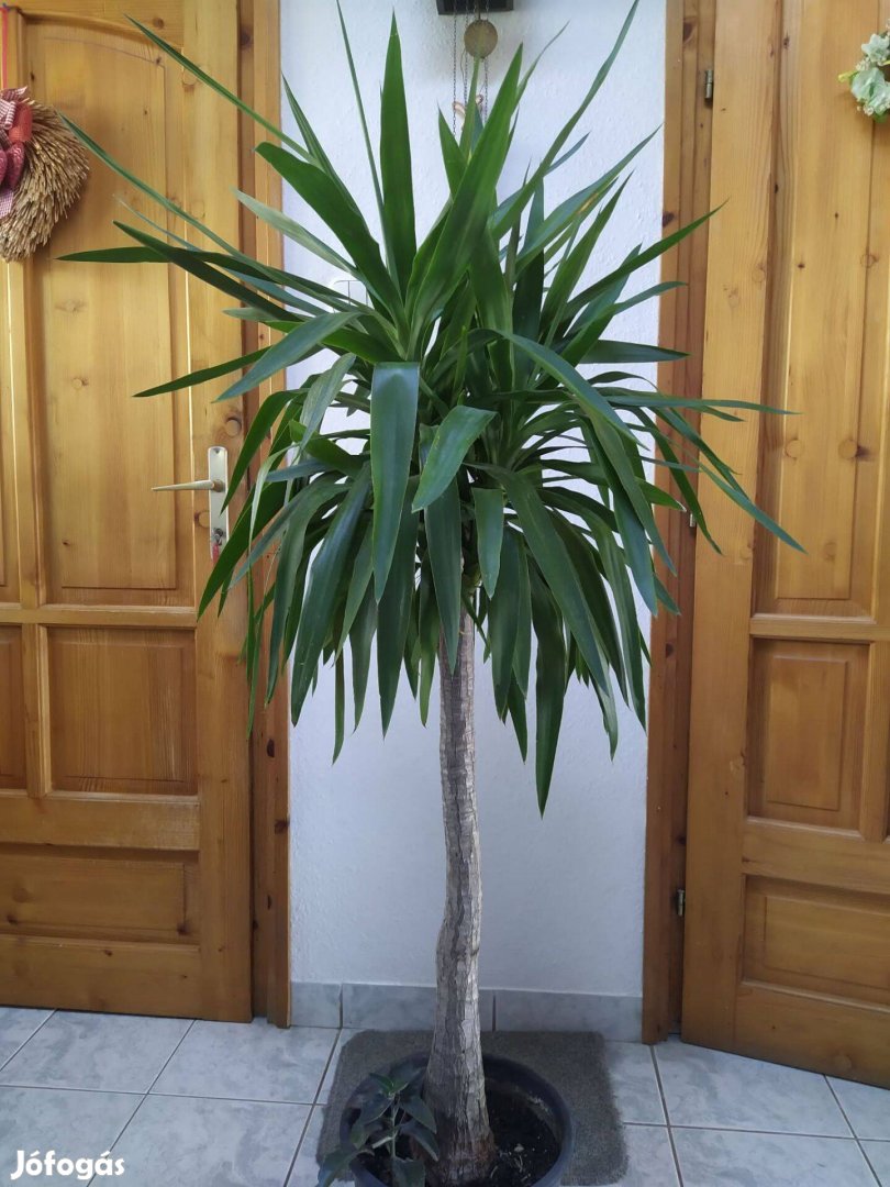Csodaszép törzses yukka eladó!