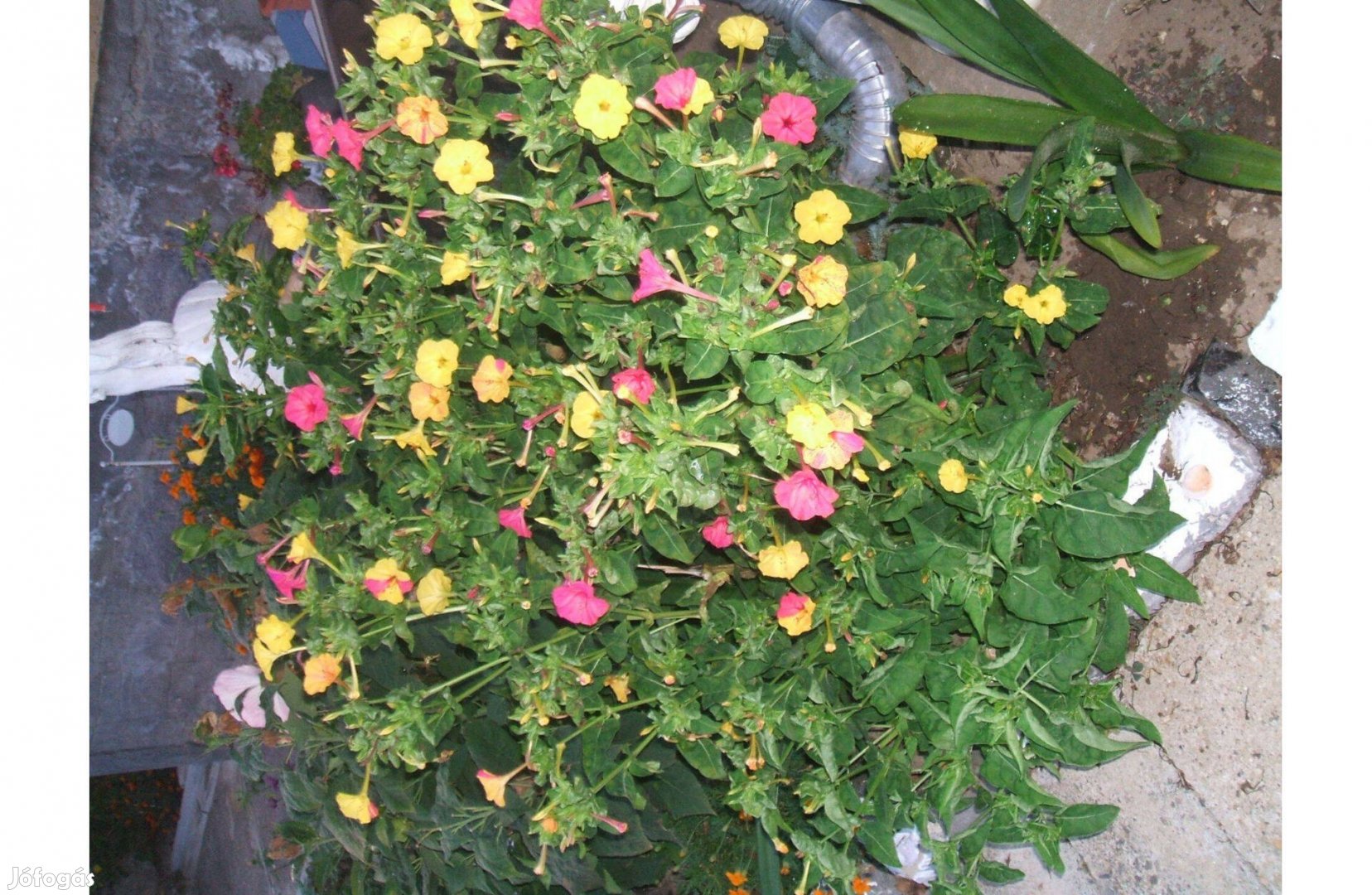 Csodatölcsér virág magok eladóak