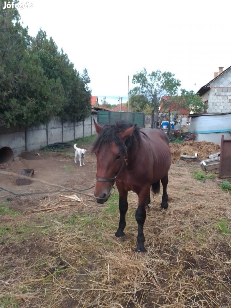 Csődör csikó 