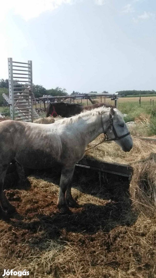 Csődör csikó eladó