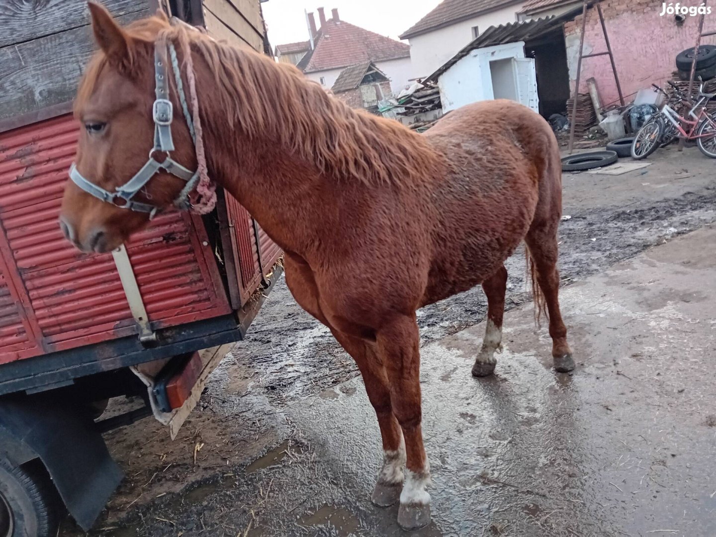 Csődör csikó eladó 