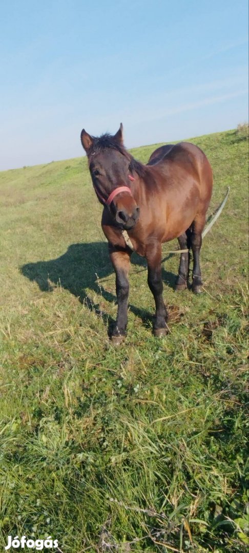 Csődör csikó eladó 