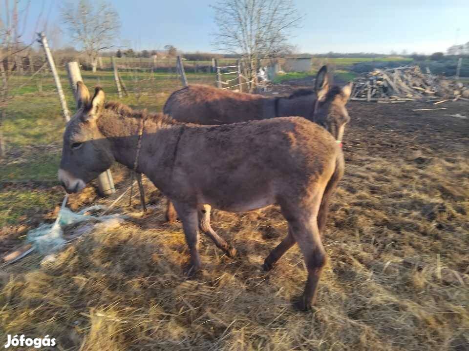 Csődör keresztes szamar.