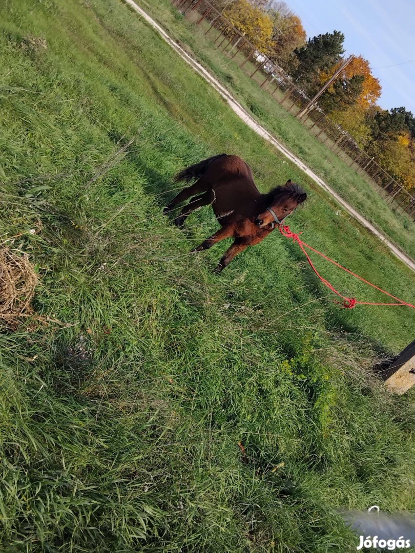 Csődör poni 7 hónapos