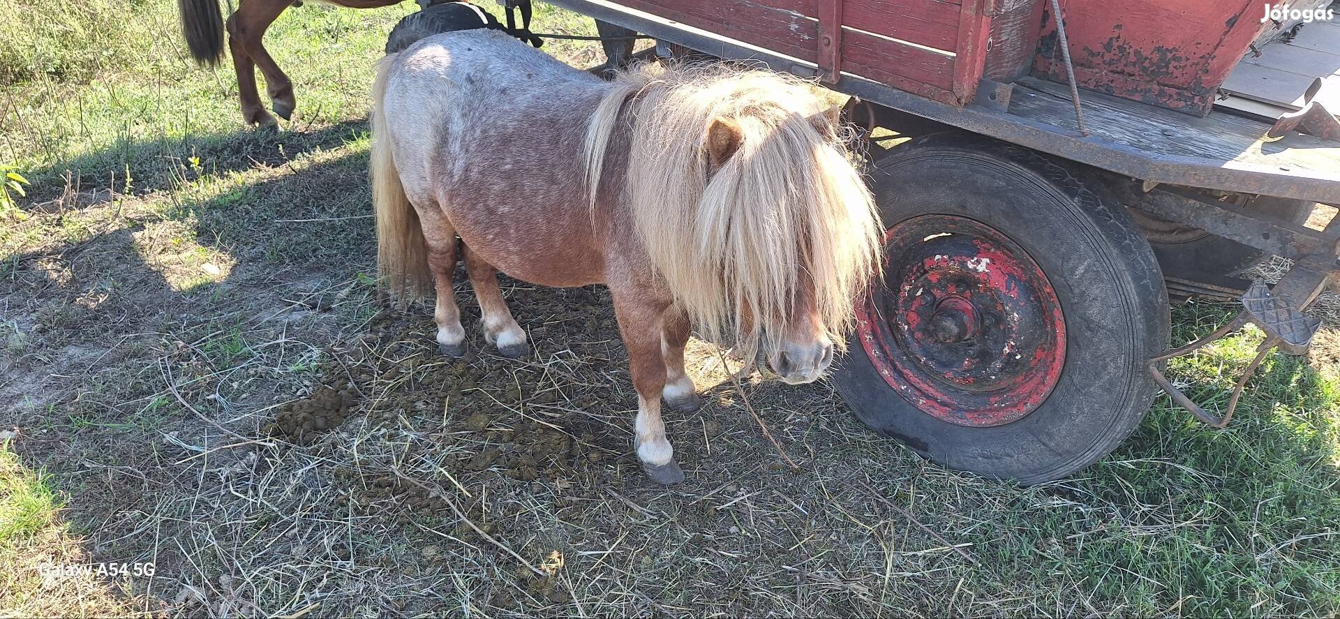 Csődör poni lovak 