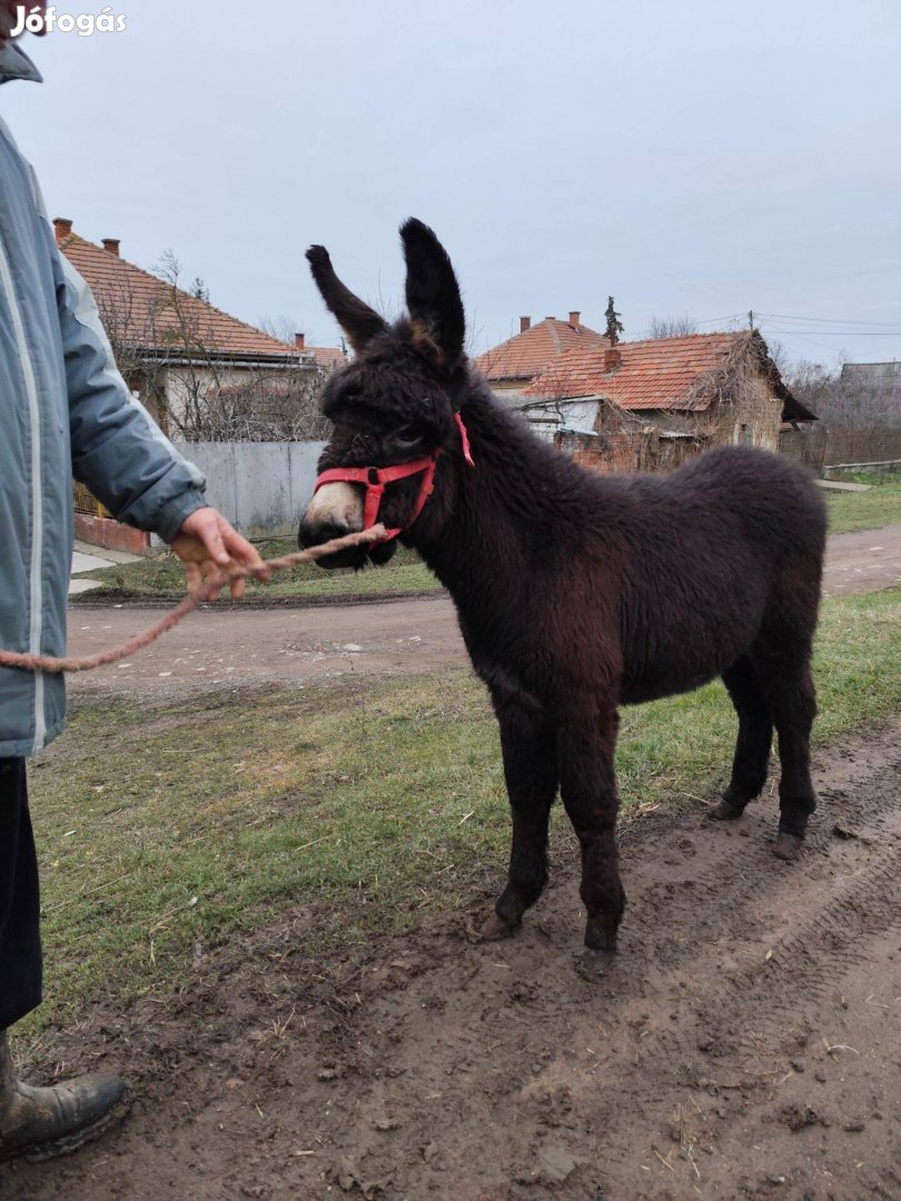 Csödör szamarak eladók