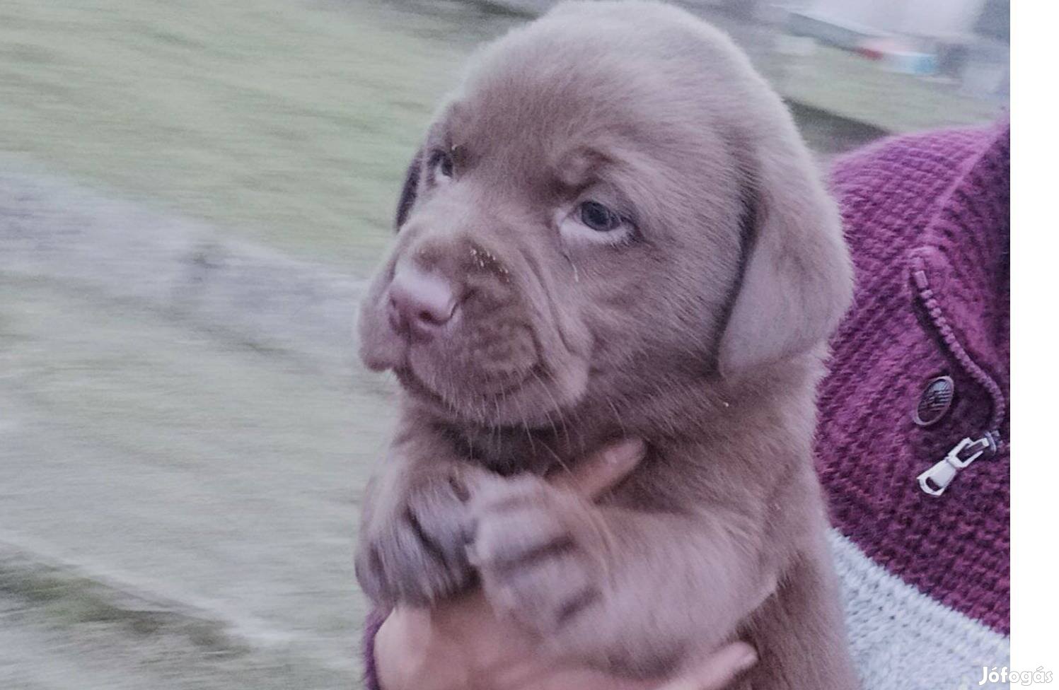 Csoki Labrador Retriever fajtatiszta jellegű