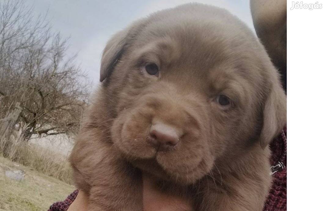 Csoki Labrador Retriever fajtatiszta jellegű