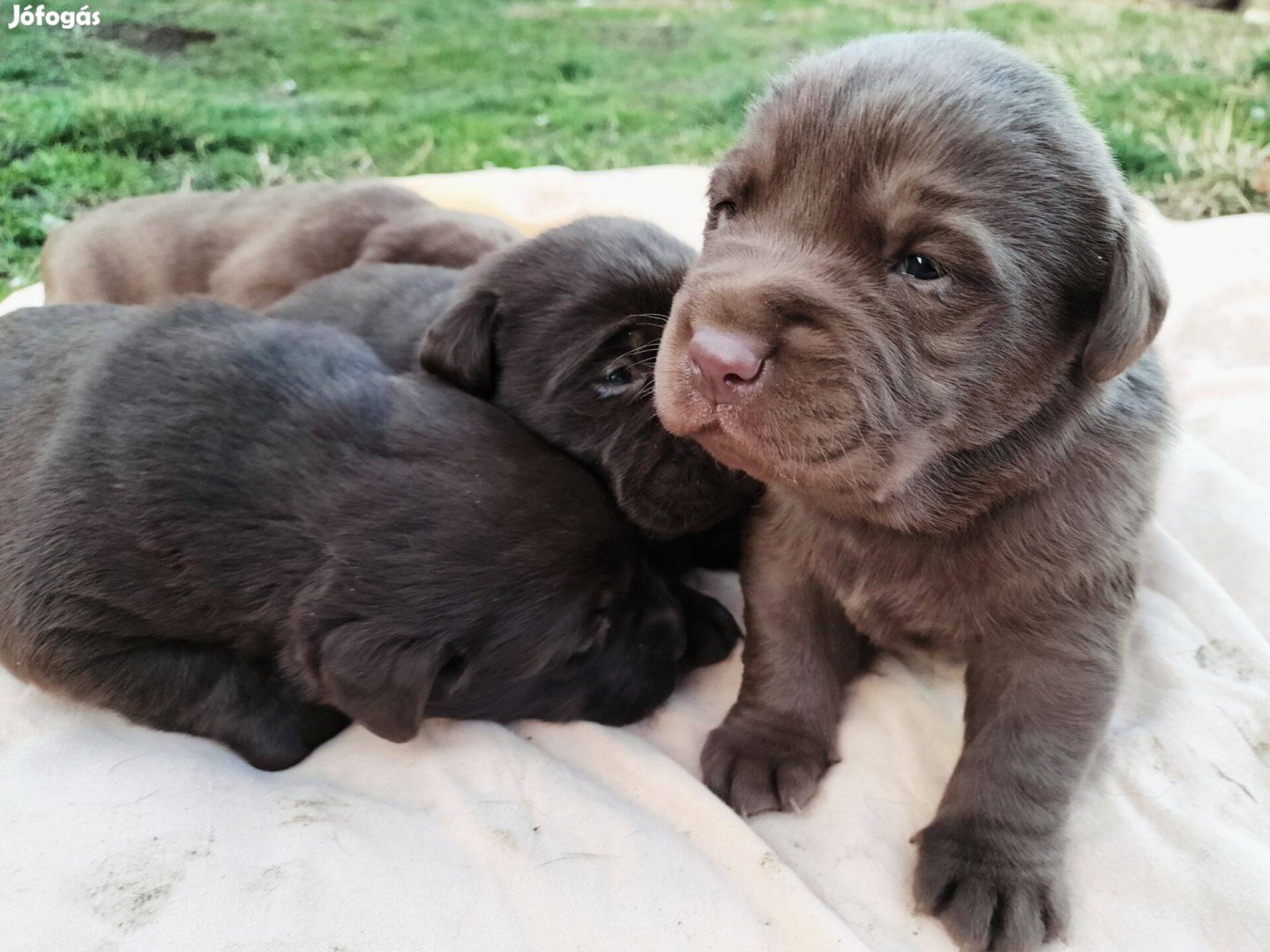 Csoki labrador fajta tiszta jellegű