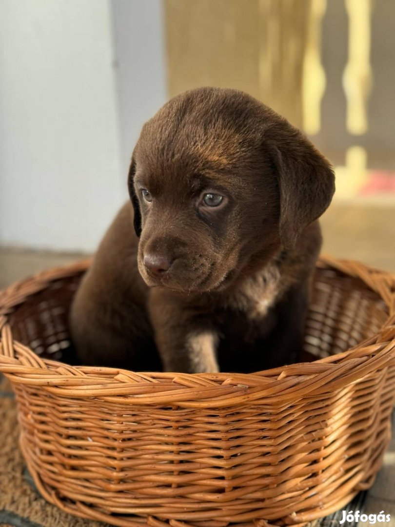 Csoki labrador fajtatiszta jellegű kislány ingyen elvihető