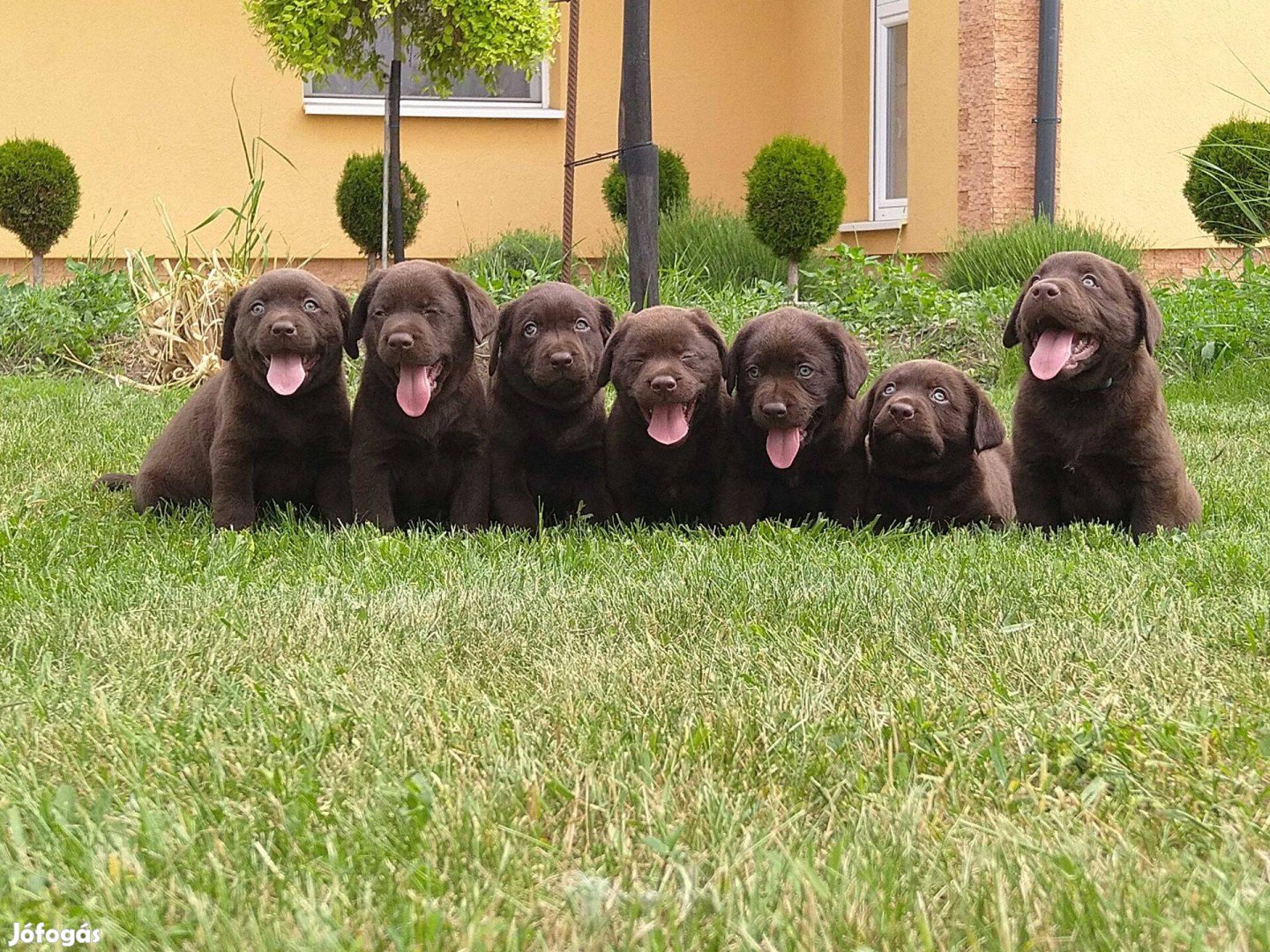 Csoki labradorok a Lukácsikennelből :-)