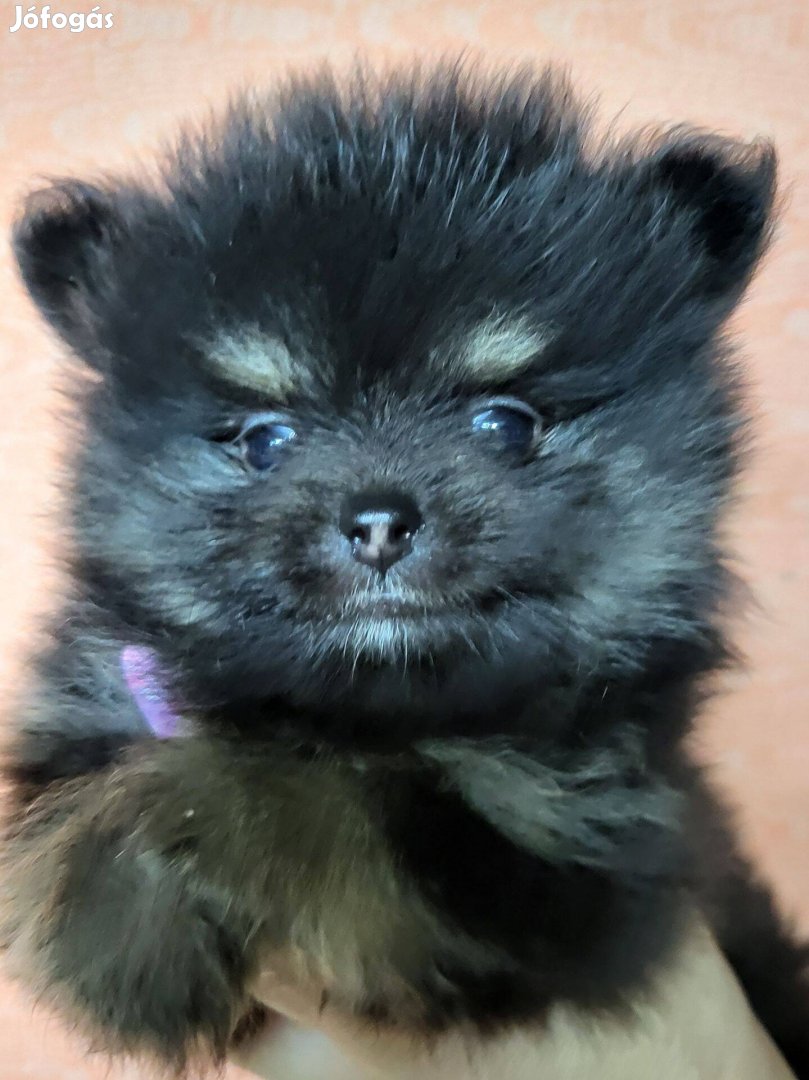 Csoki-tan, black and tan pomerániai törpespicc jellegű kiskutya