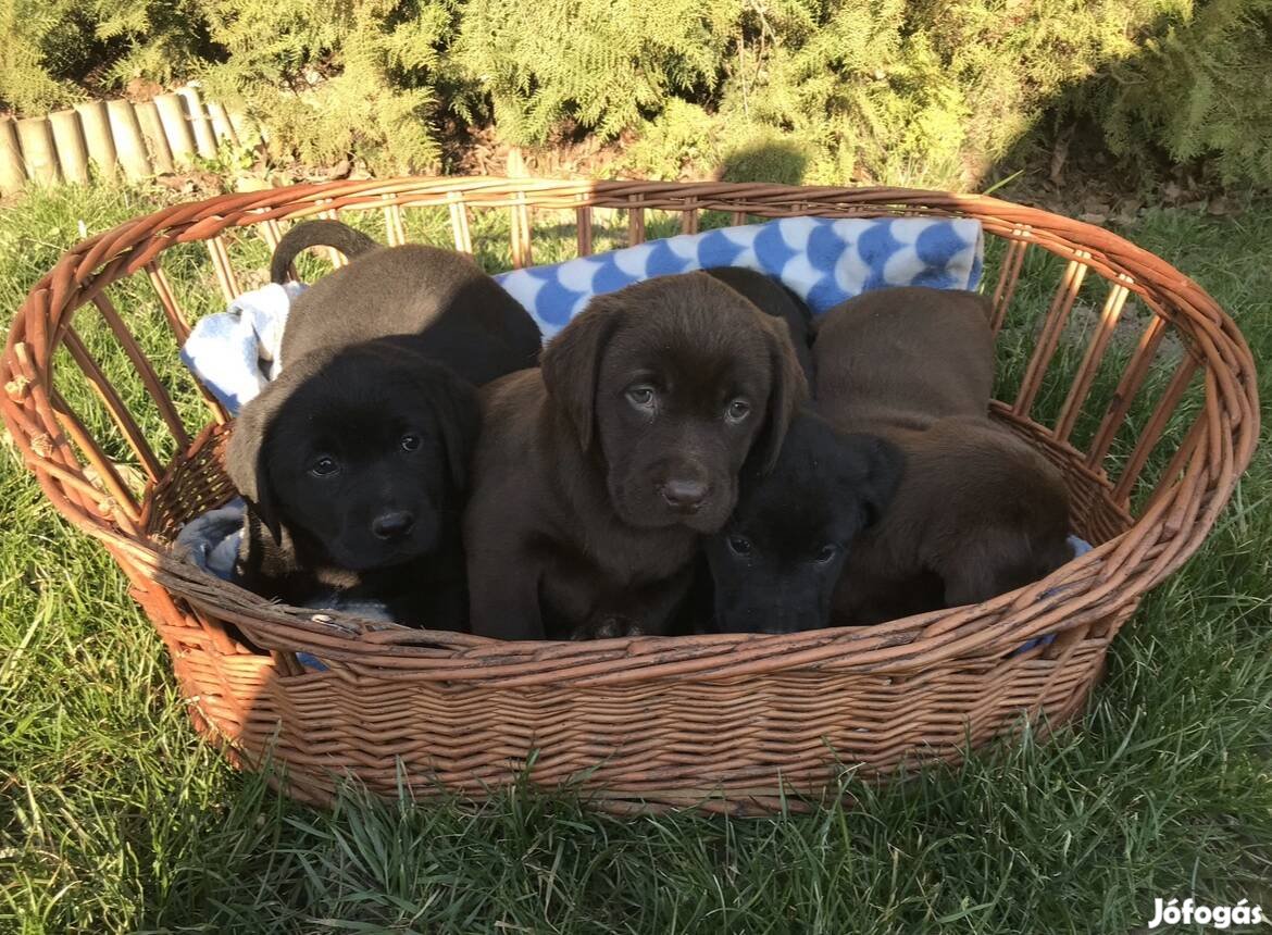 Csokoládé barna Labrador kiskutyák