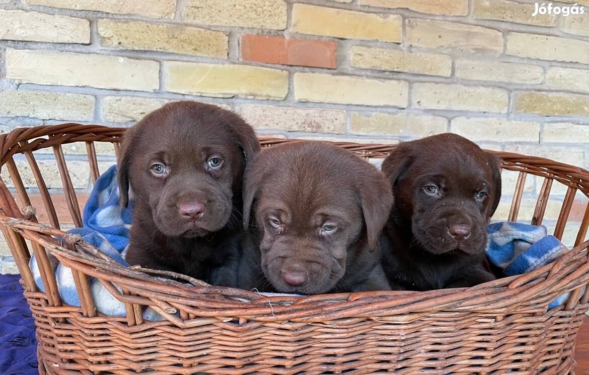 Csokoládébarna és fekete Labrador