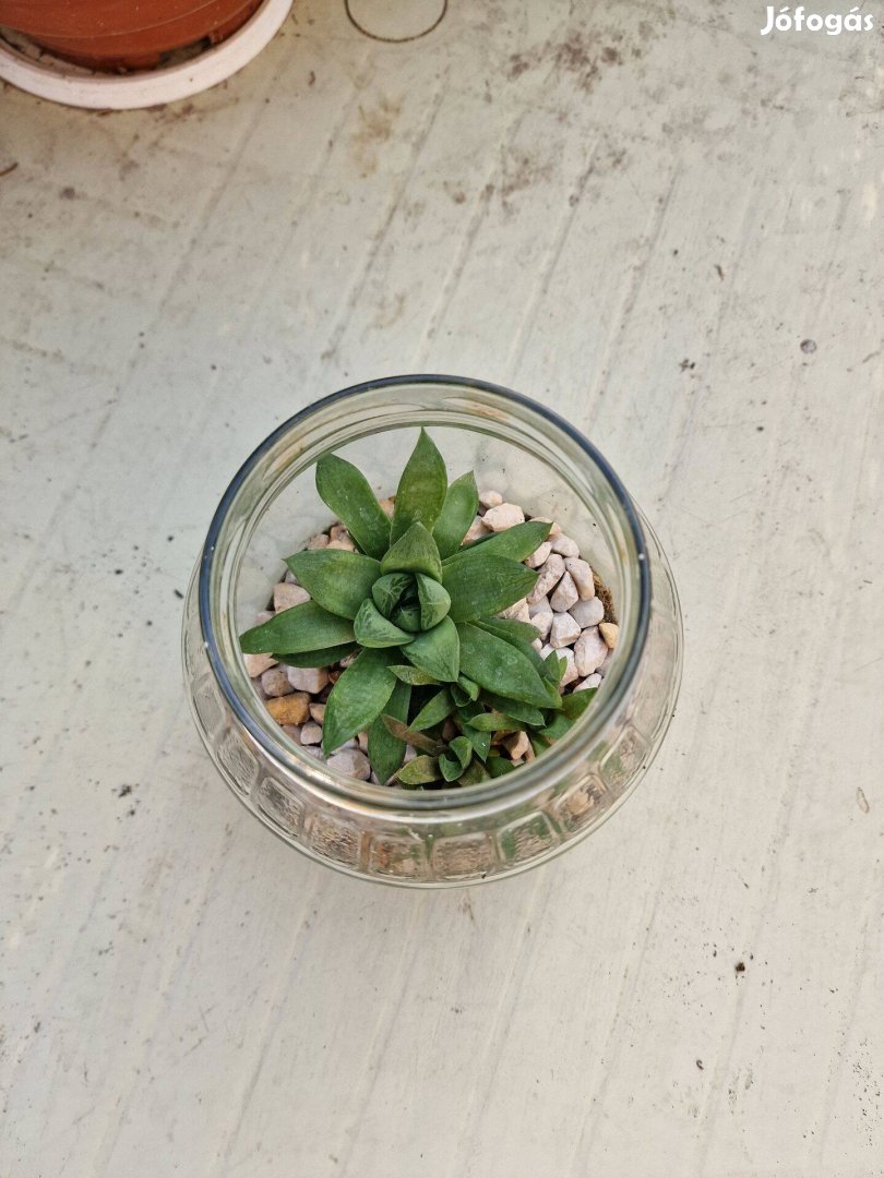 Csónakos szemölcsliliom (Haworthia cymbiformis) "befőtt"