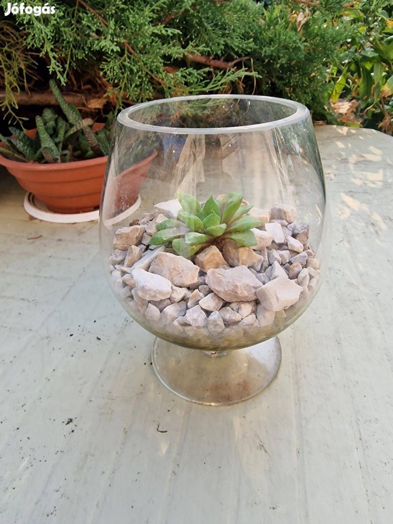 Csónakos szemölcsliliom (Haworthia cymbiformis) nagy talpaspohárban