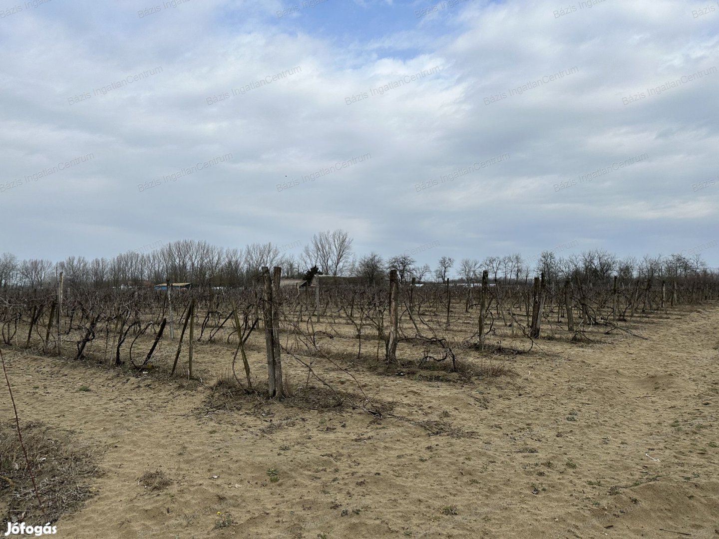 Csongrád-Csanád megye Pusztamérges,  20 452 m2-es szőlőültetvény eladó