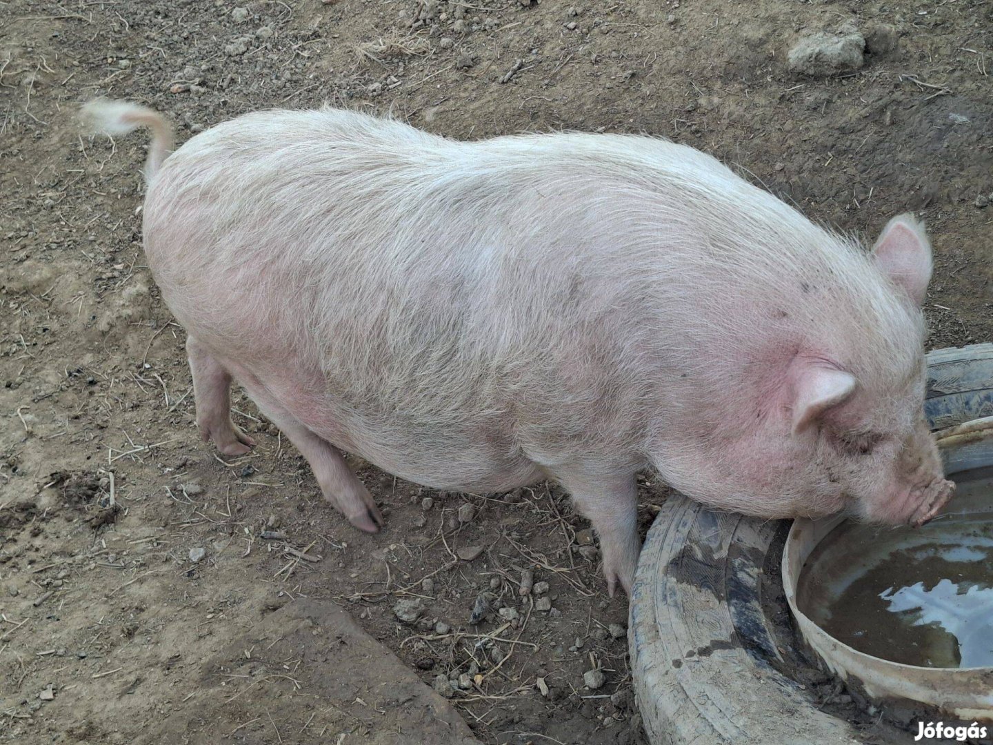 Csüngő hasú Vietnámi Sertés