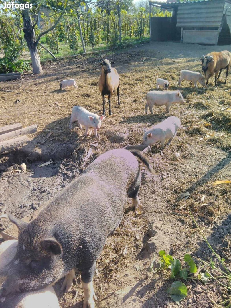 Csüngő hasú anya és kis malacok eladók. 