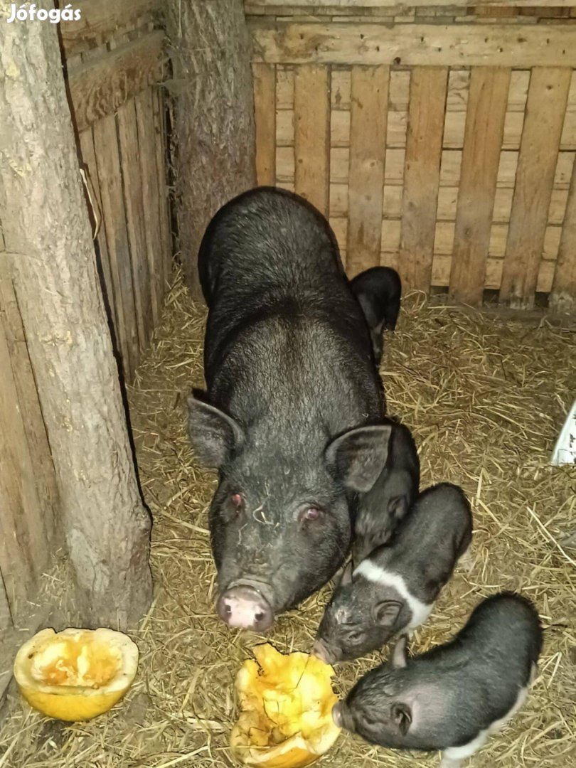 Csüngő hasú és vaddisznó kombó eladó