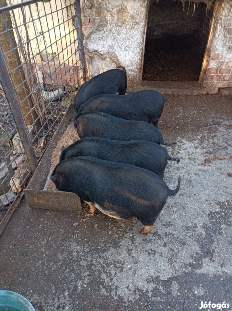 Csüngö hasú malacok