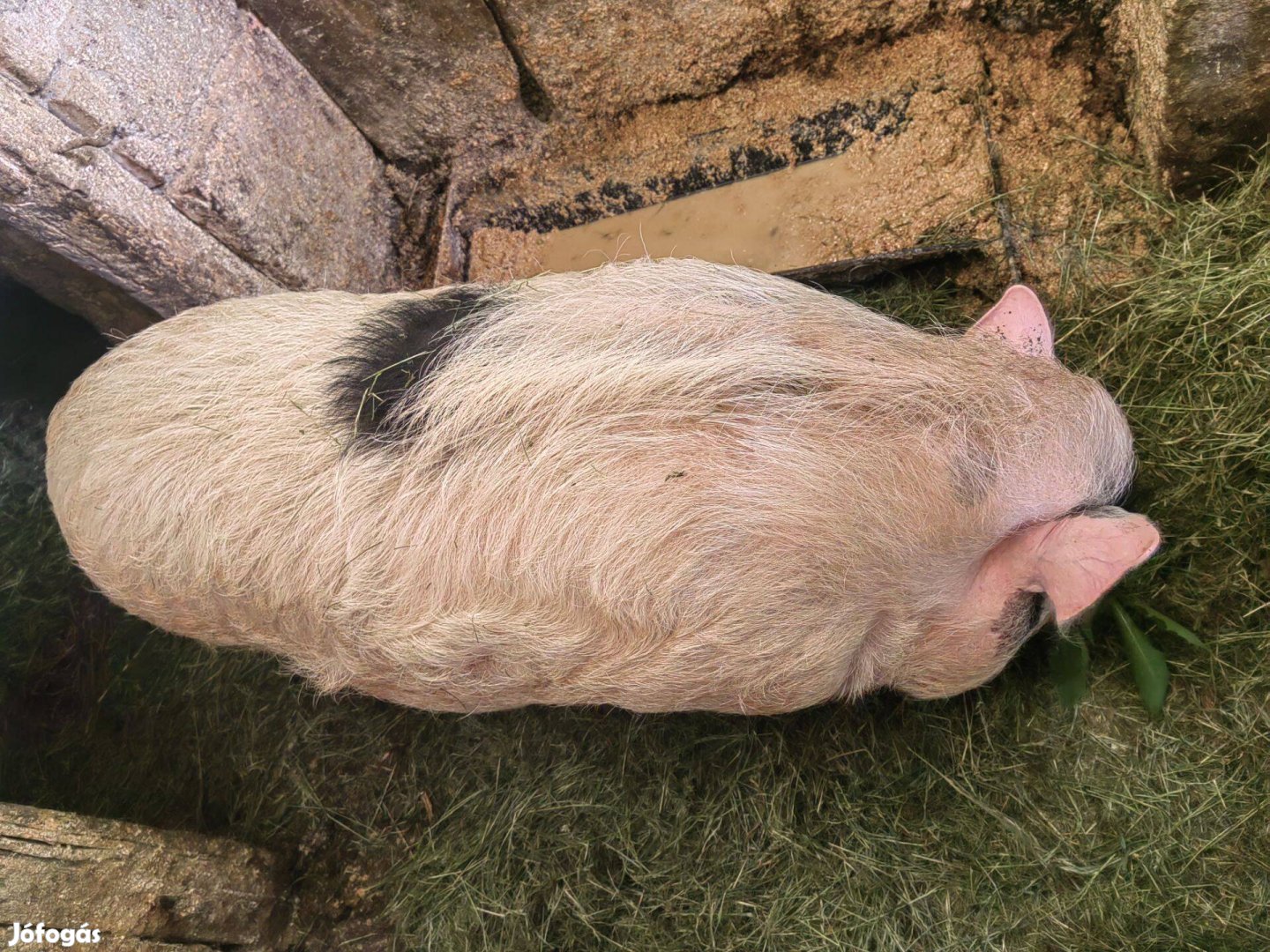 Csüngő keverék kan eladó