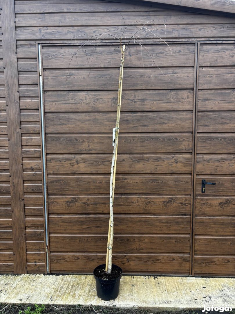 Csüngő nyír 200cm