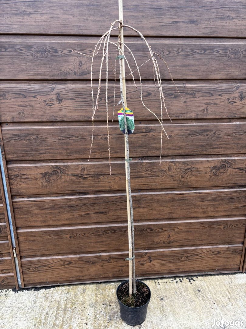 Csüngő vörösfenyő