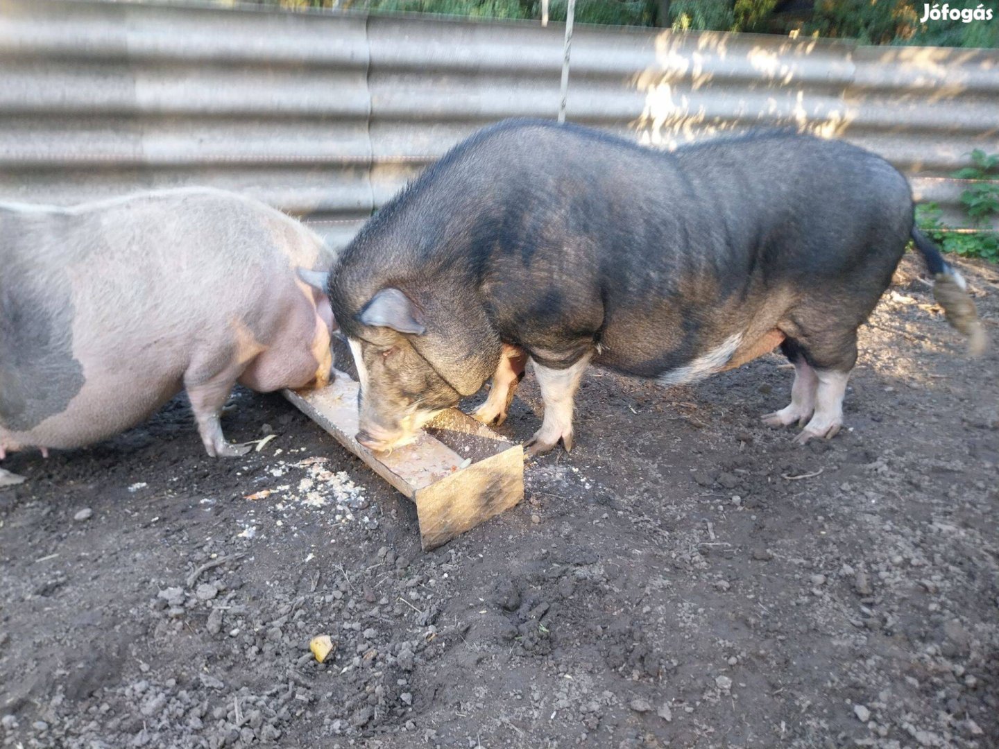 Csüngőhasú anya ill kan disznó