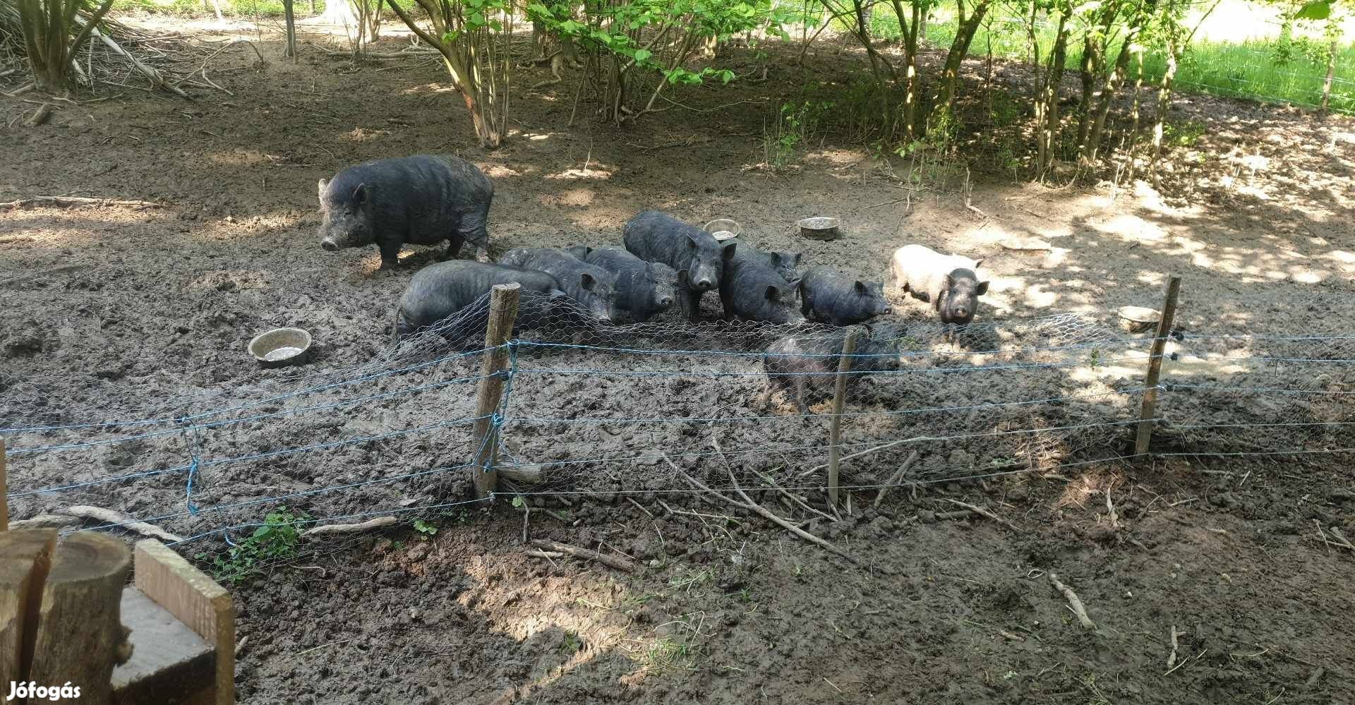 Csüngőhasú disznók