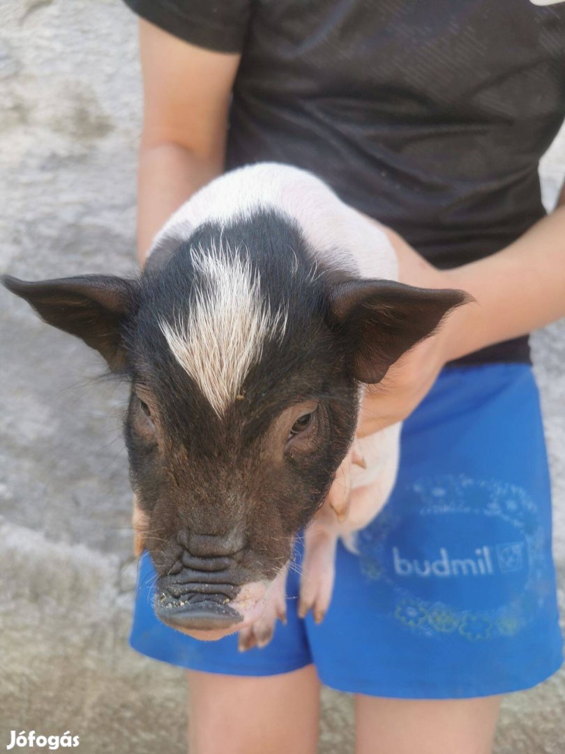 Csüngőhasú kismalac eladó