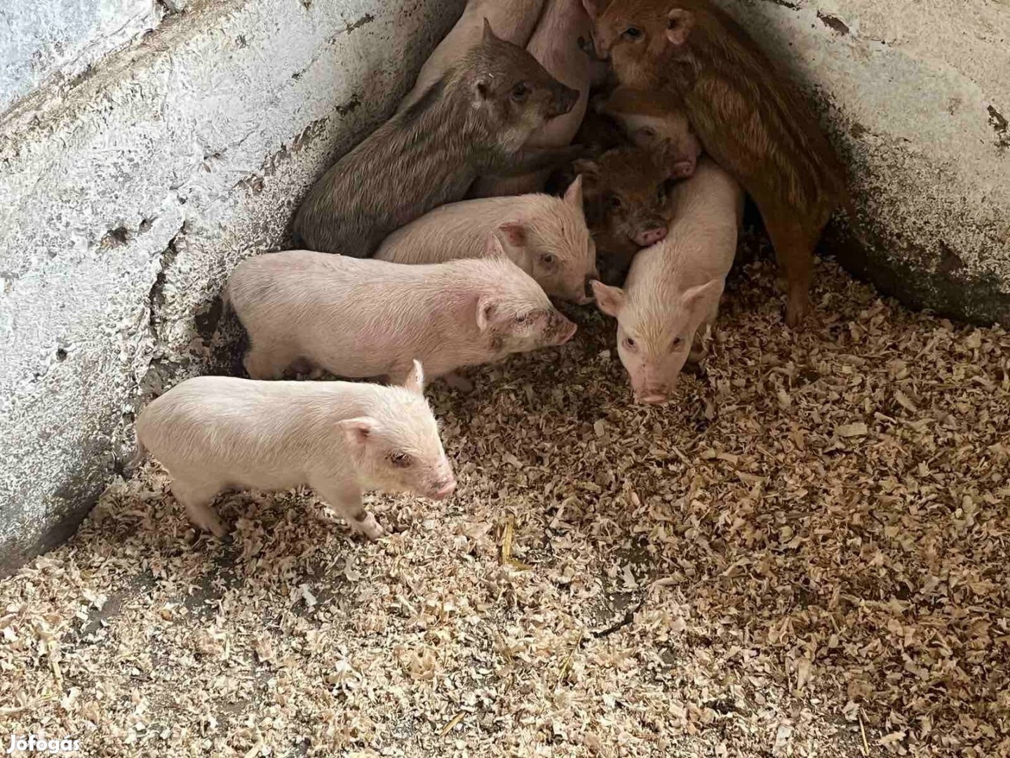 Csüngőhasú kismalac eladó