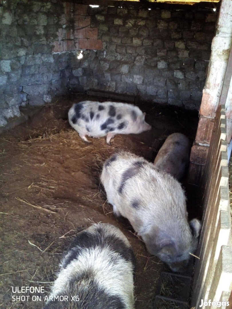 Csüngőhasu kocák,kissüldők,nagy süldők