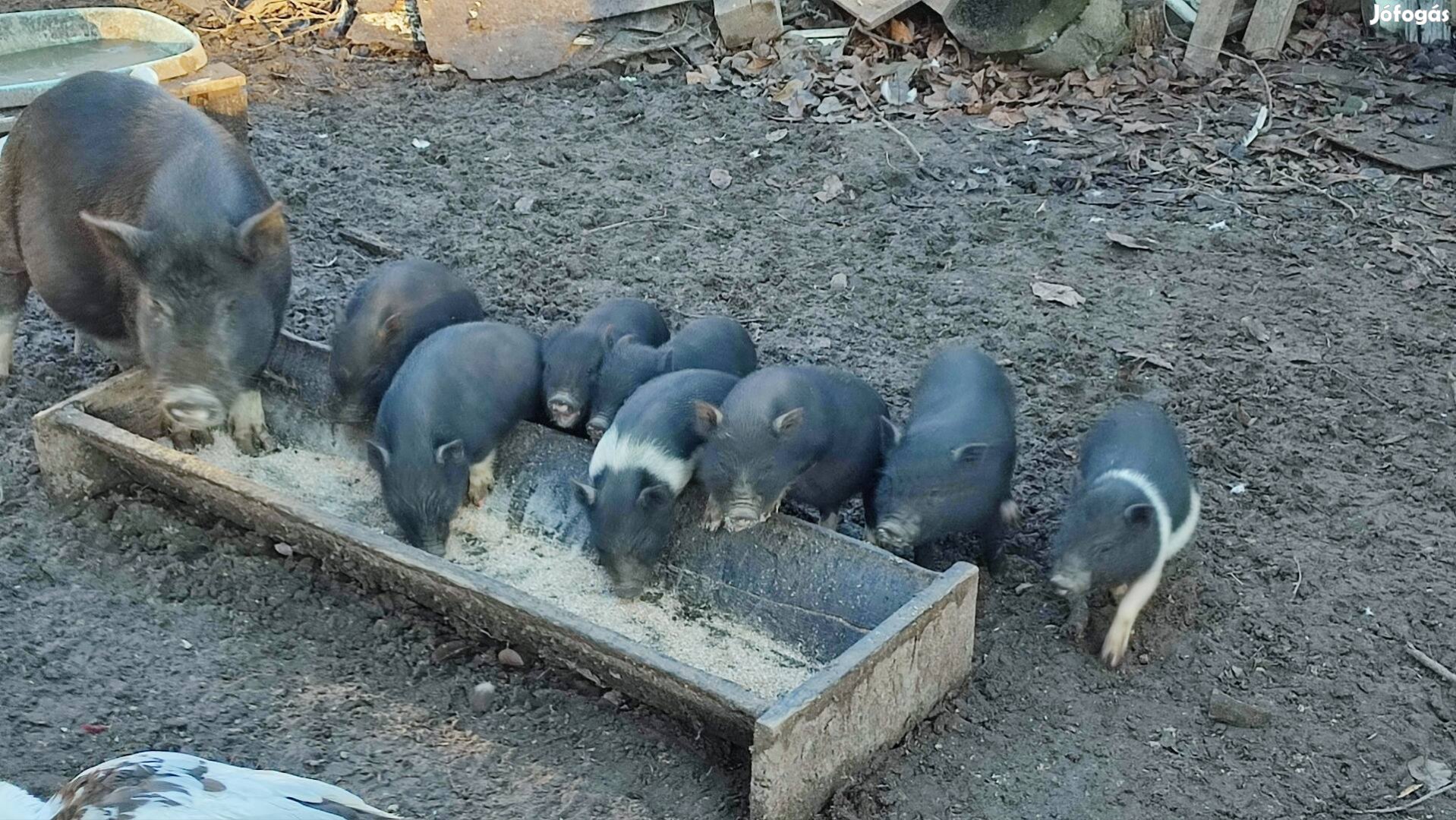 Csüngőhasú malacok