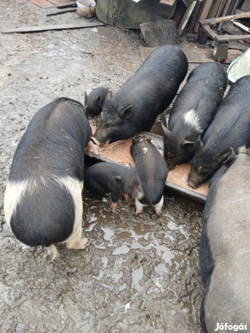 Csüngőhasú malacok