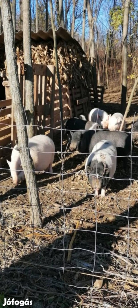 Csüngőhasú malacok eladók.