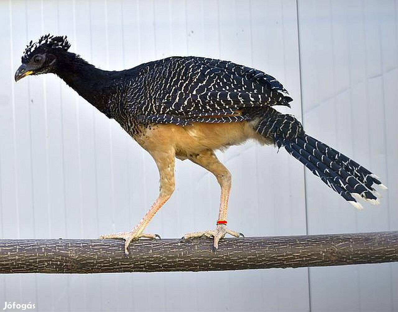 Csupaszarcú hokkó, Crax fasciolata eladó