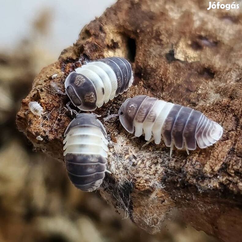 Cubaris sp panda king ászkák