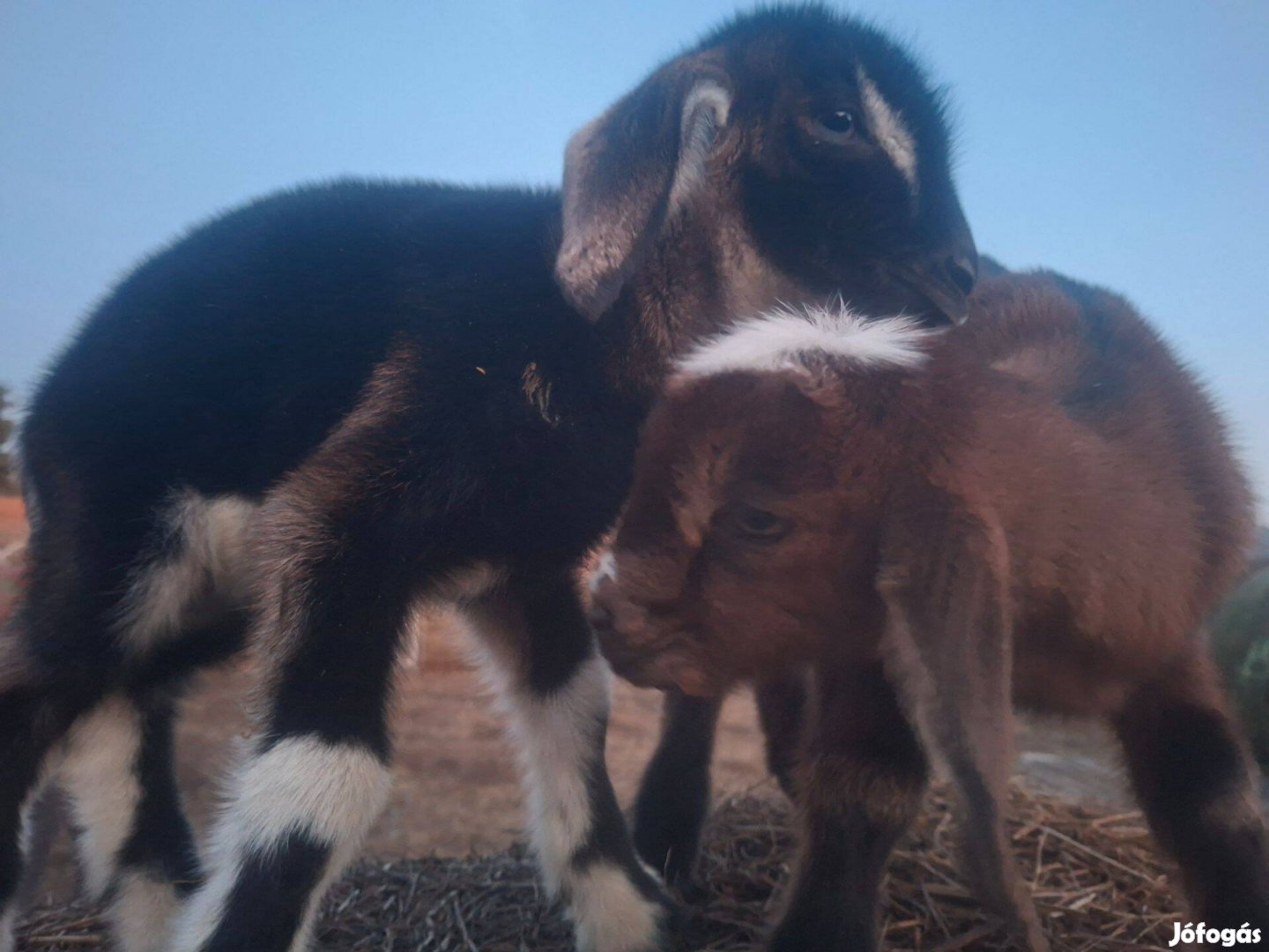 Cuki nyuszi tacskó fajtatiszt nubiai törpe kecske Debrecen