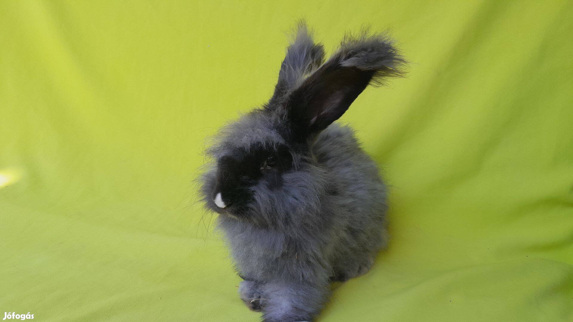 Cuki angol angóra nyuszi Rambó