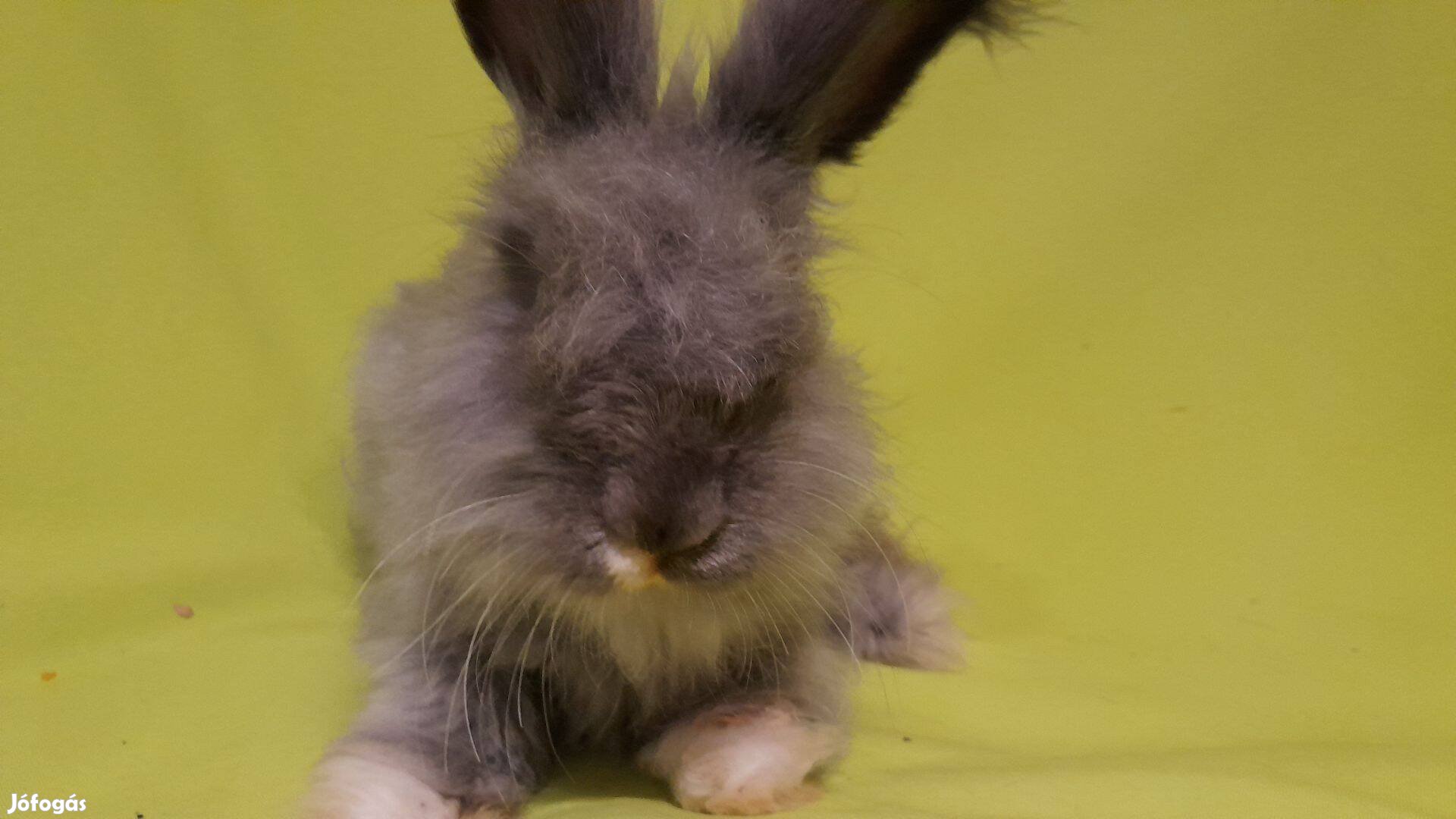 Cuki angol angóra nyuszi Rocky