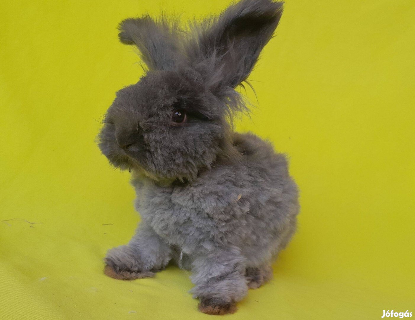 Cuki angol angora nyuszi full face-s Pamacs