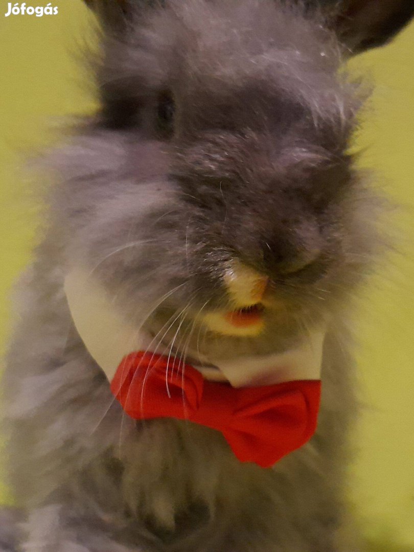 Cuki angol angóra nyuszi törpenyuszi Rocky