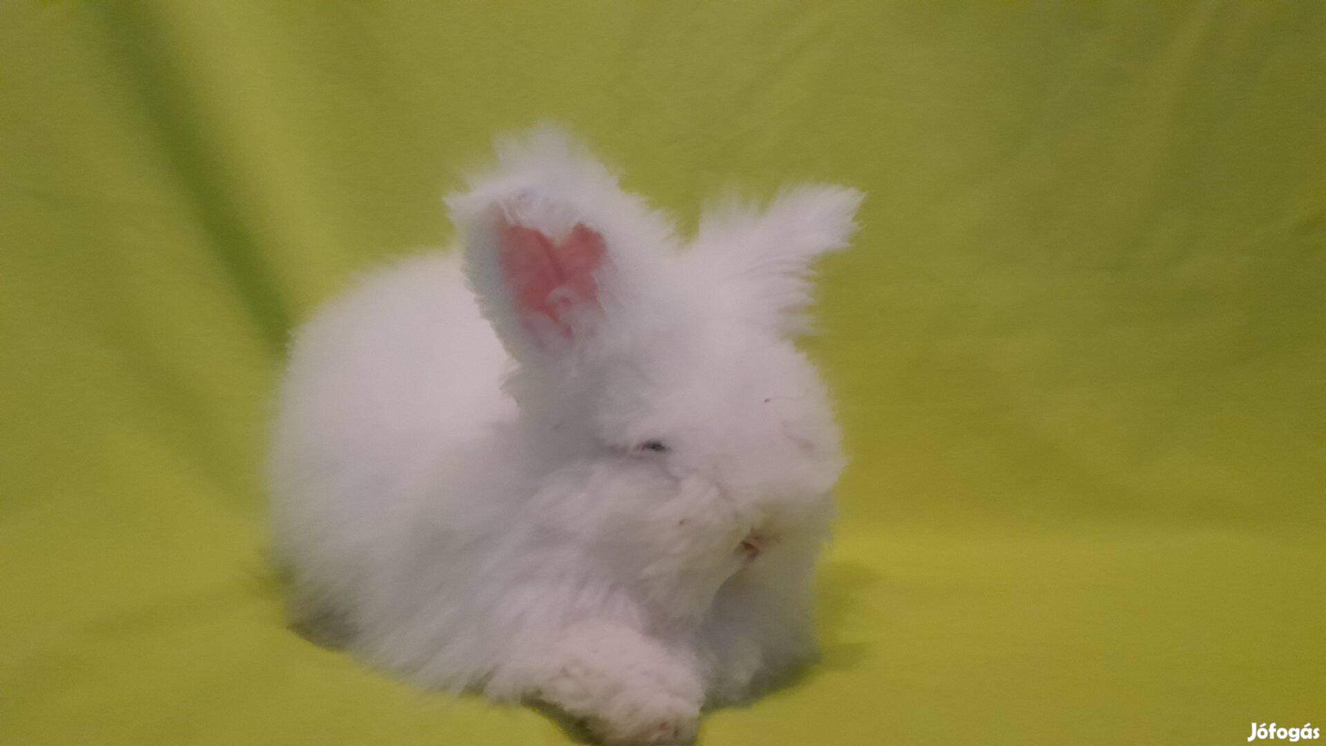 Cuki angol angora nyuszi törpenyuszi törpenyúl