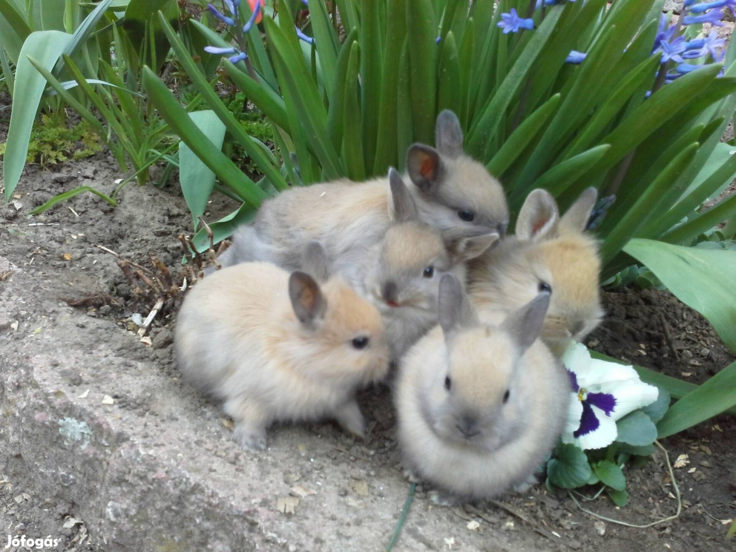 Cuki kicsi, törpenyúl, oroszlánfejű nyúl