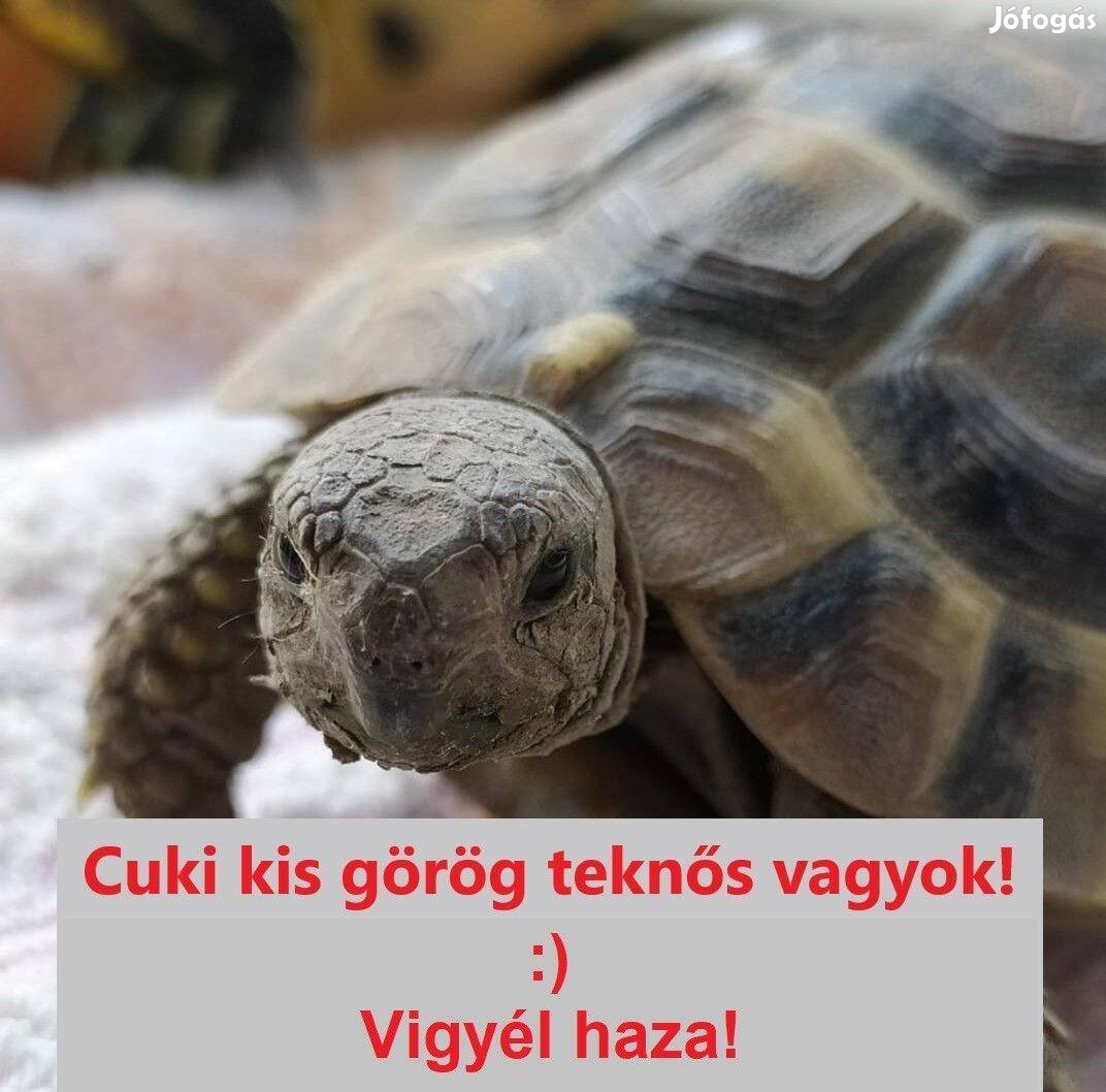 Cuki kis görög teknős