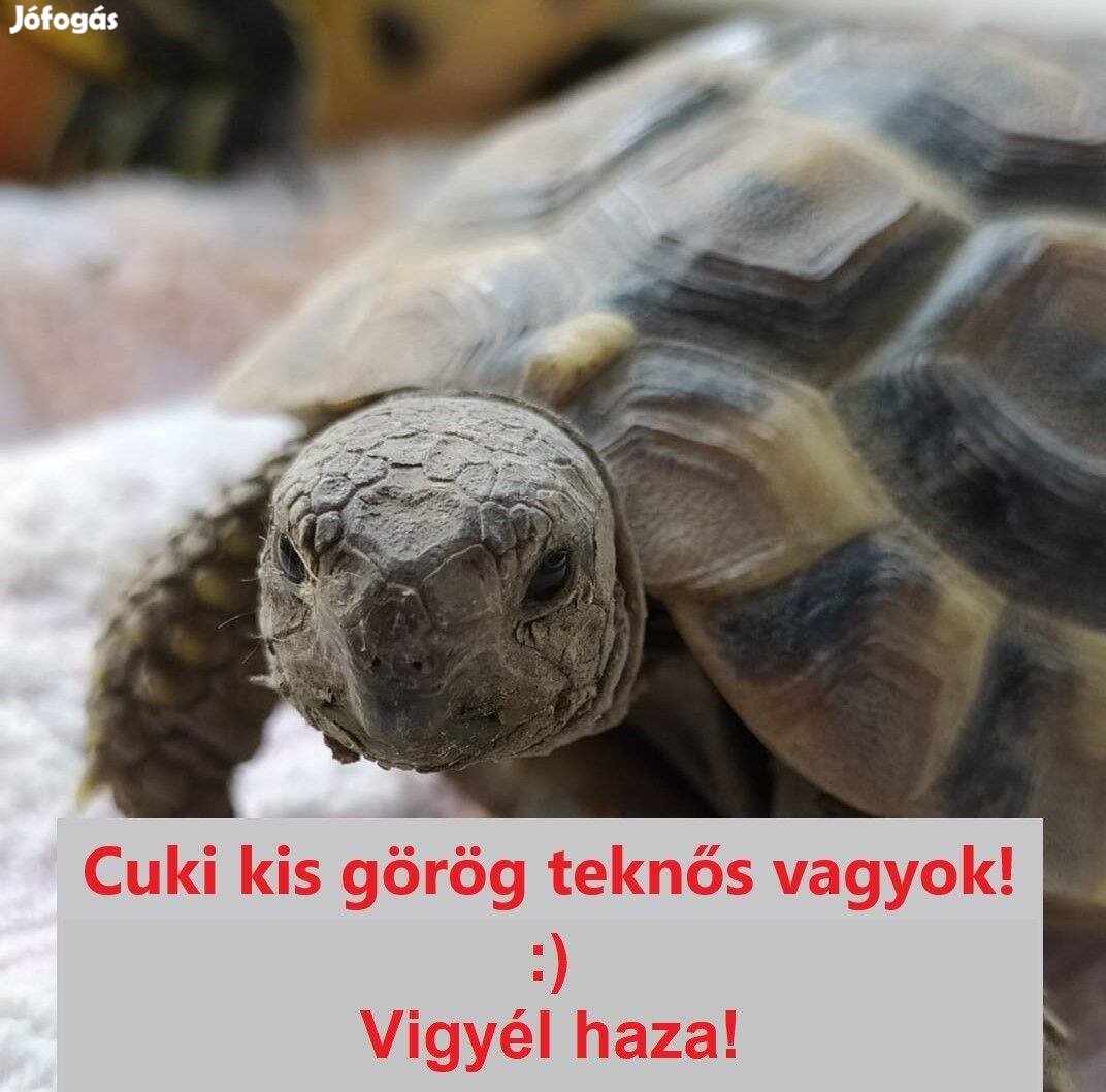 Cuki kis görög teknős