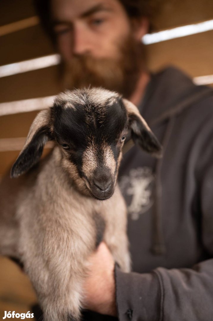 Cumis Kecske Gida Bak